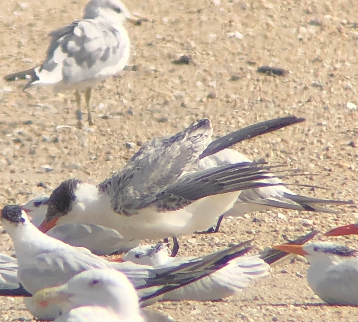 Caspian Tern - ML609466463