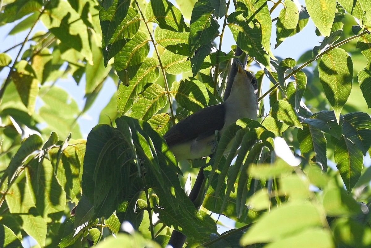 Yellow-billed Cuckoo - ML609466541