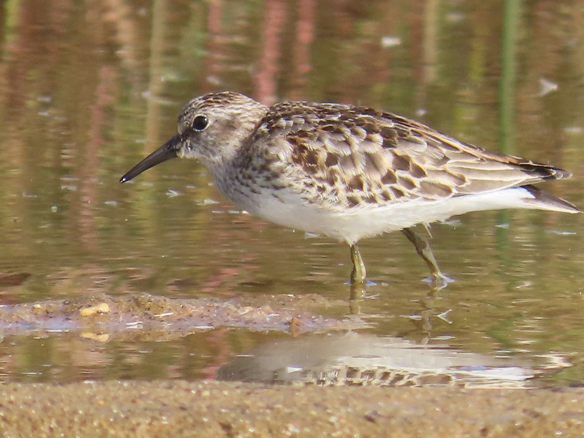 Least Sandpiper - G. Vike Vicente