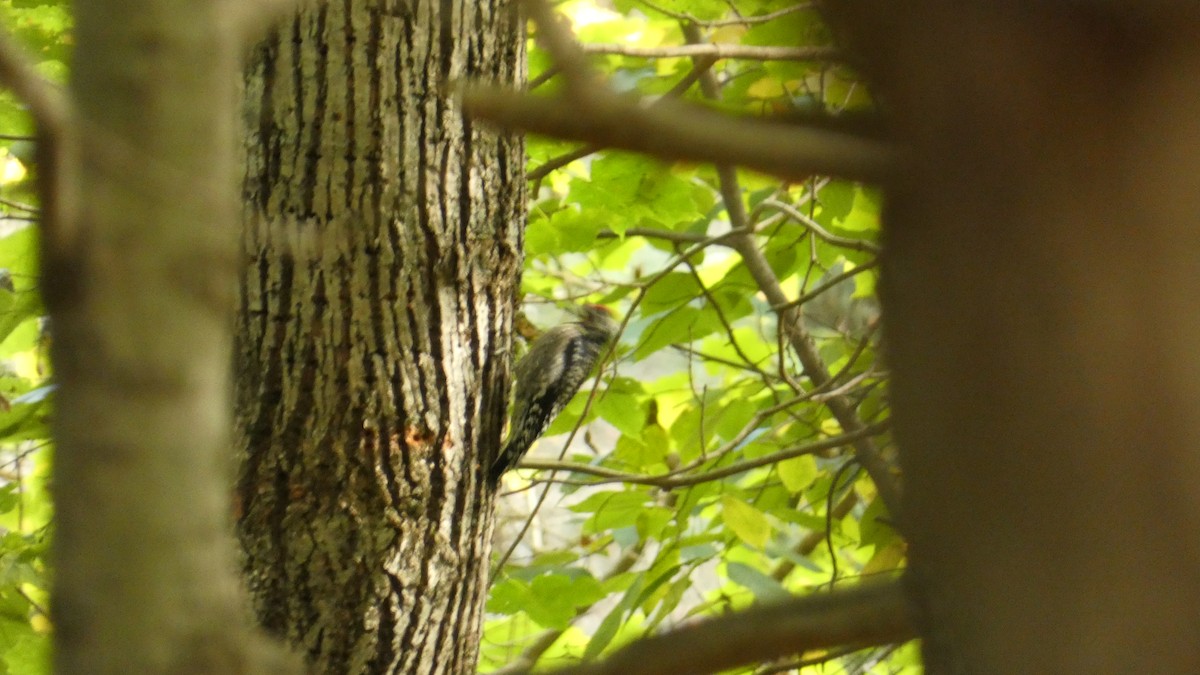 Yellow-bellied Sapsucker - ML609466860