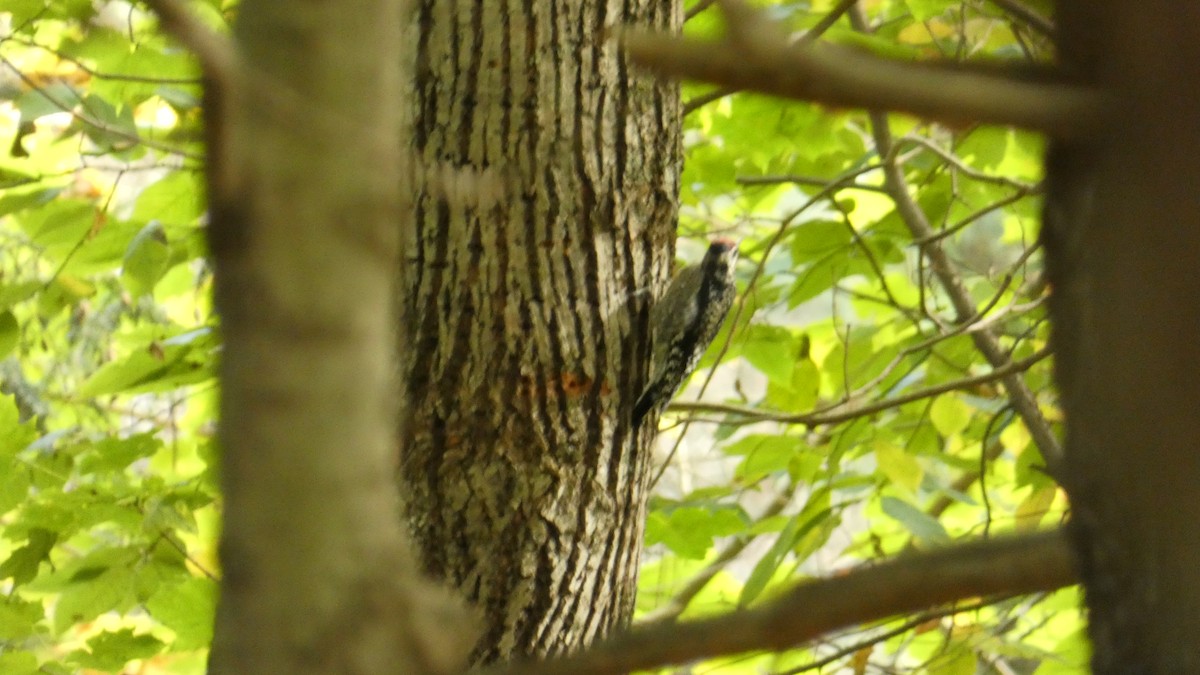 Yellow-bellied Sapsucker - ML609466861