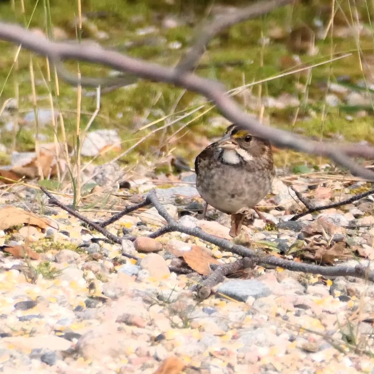 White-throated Sparrow - ML609466865