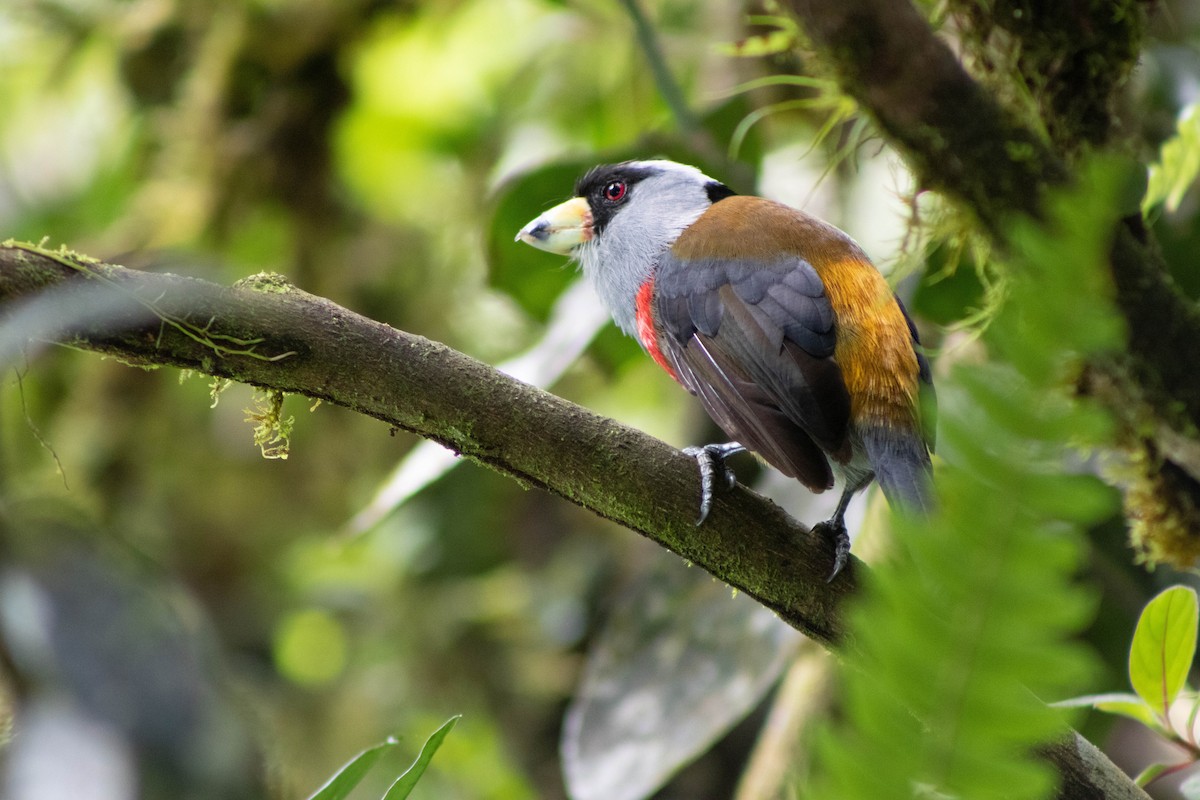 Toucan Barbet - ML609466903