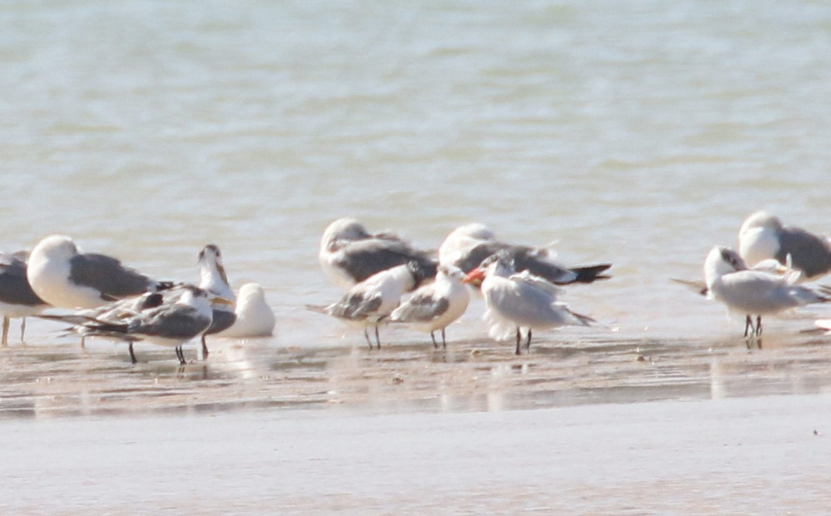 Great Crested Tern - ML609466912