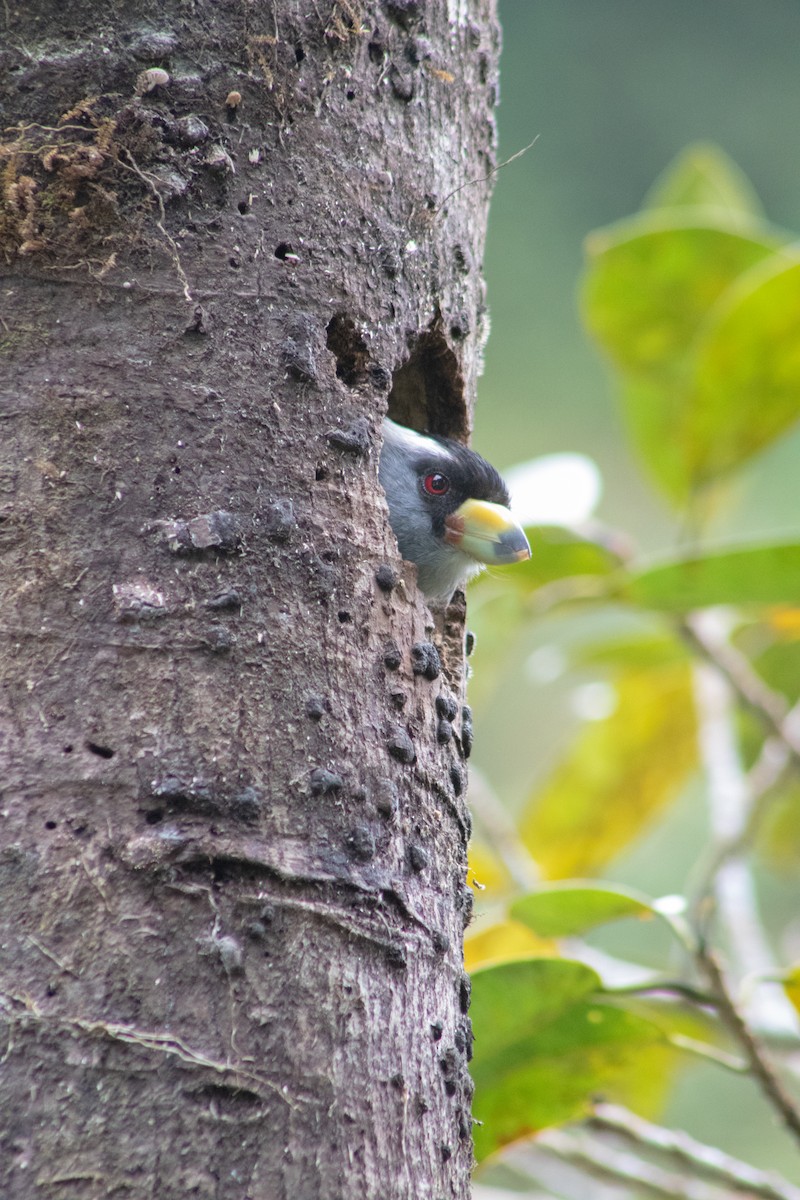 Toucan Barbet - ML609466936