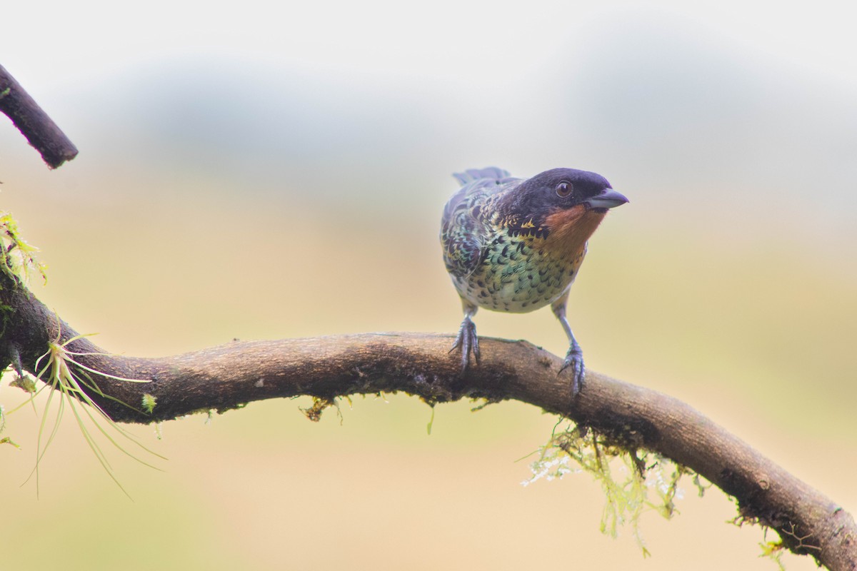 Rufous-throated Tanager - ML609466983