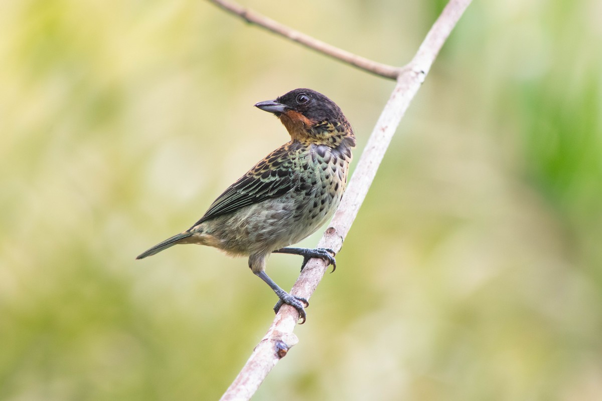 Rufous-throated Tanager - ML609466984