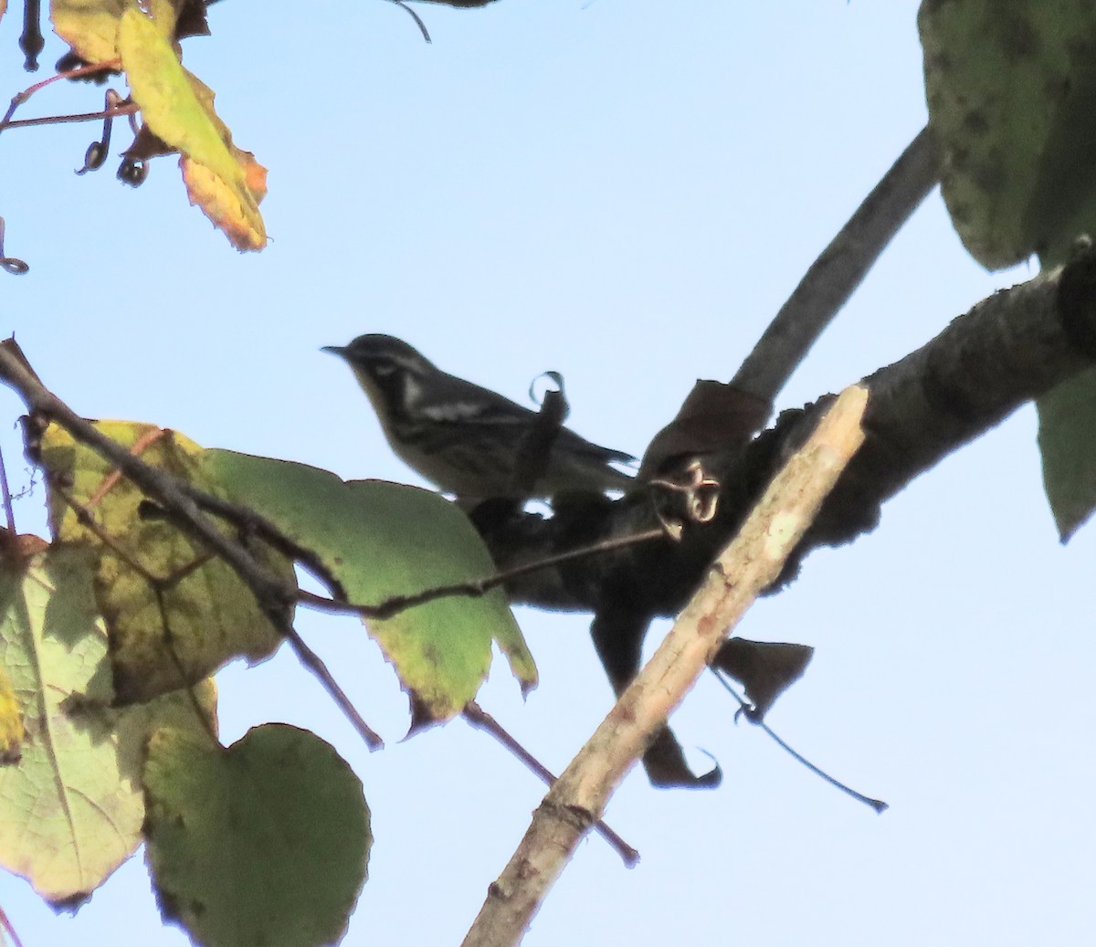 Yellow-throated Warbler - ML609466999