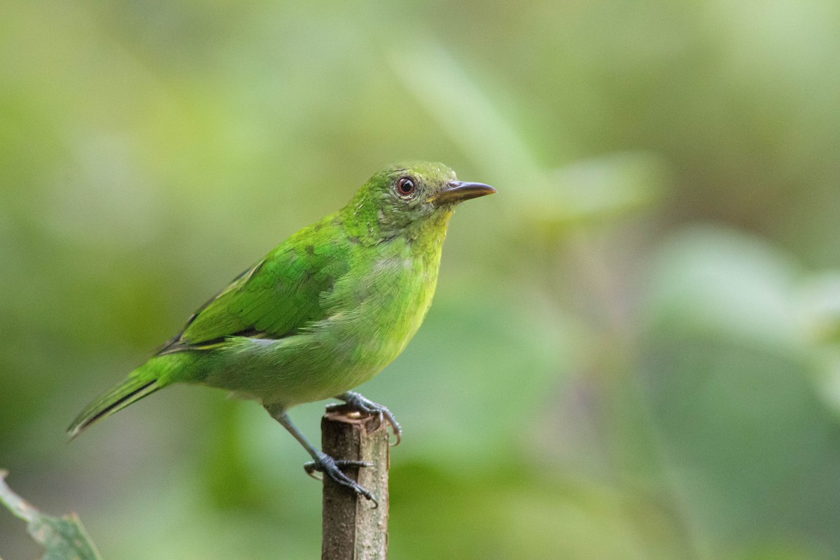 Green Honeycreeper - ML609467008