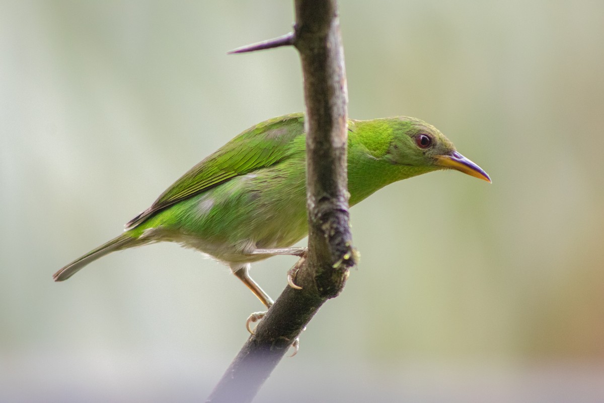 Green Honeycreeper - ML609467022