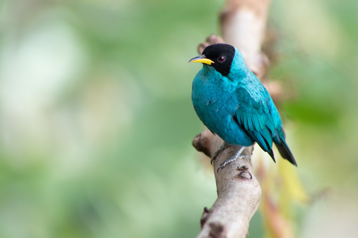 Green Honeycreeper - ML609467023