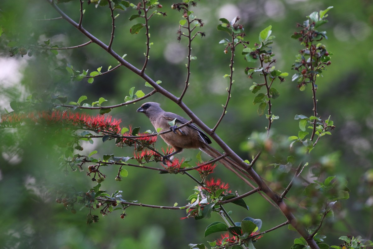 Speckled Mousebird - ML609467073