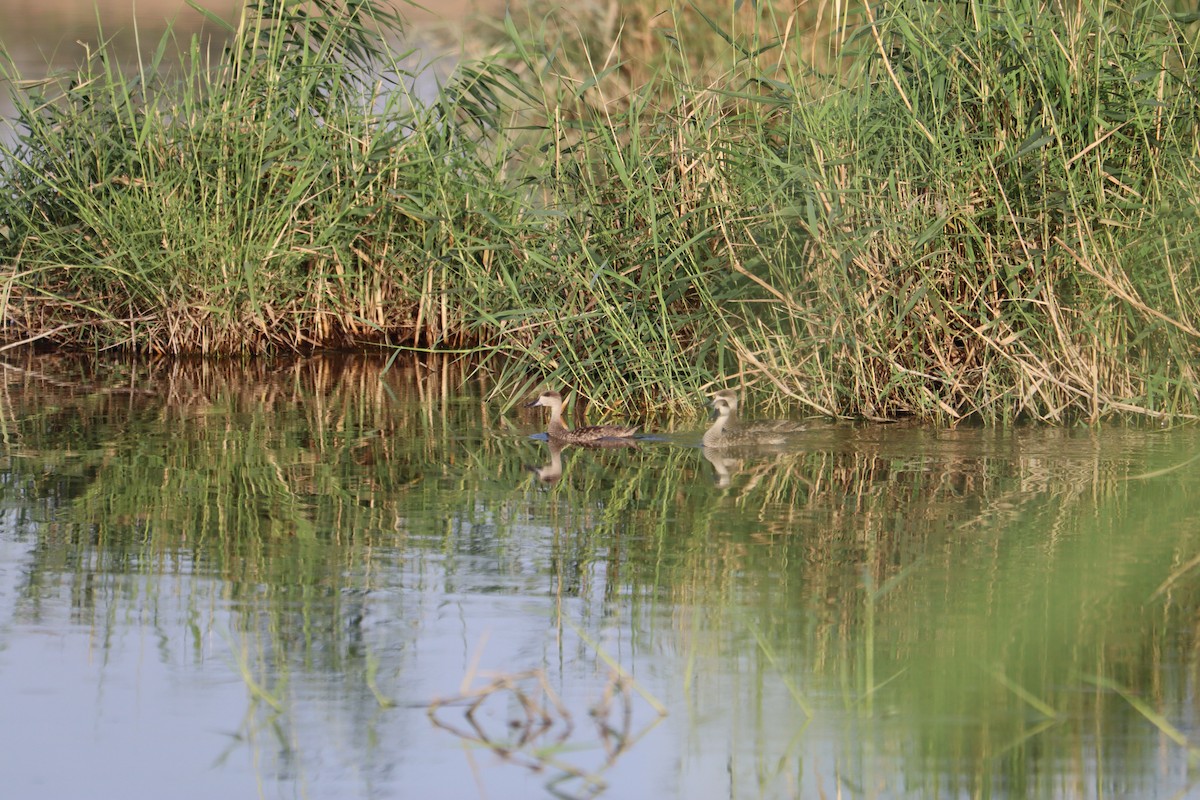 Marbled Duck - ML609467104