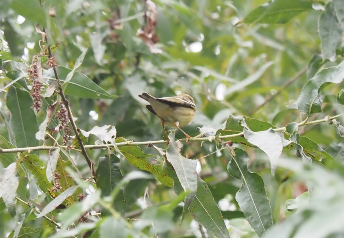 Blackpoll Warbler - Uma Sachdeva