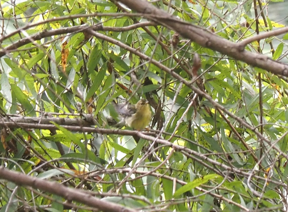 Blackpoll Warbler - Uma Sachdeva