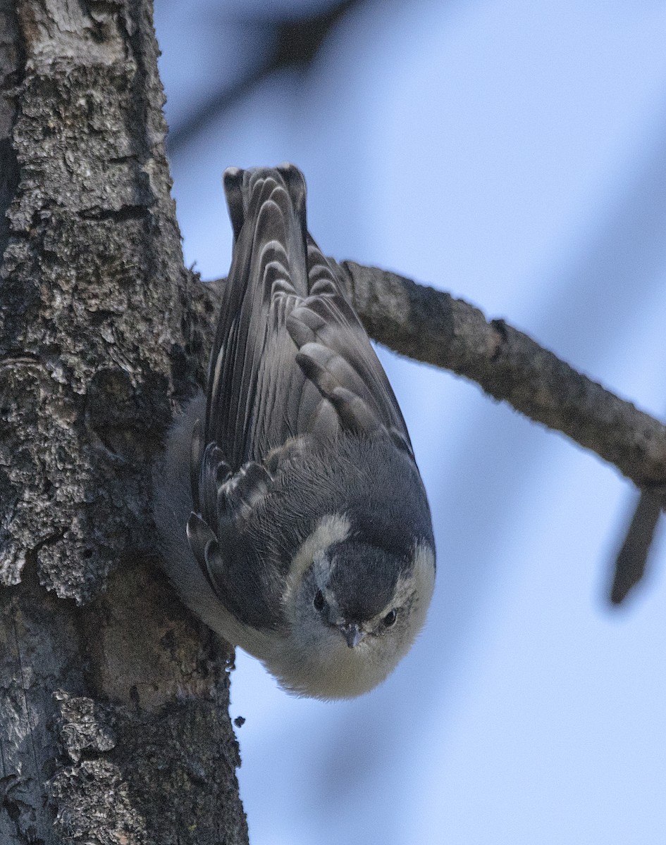 White-breasted Nuthatch - ML60946721