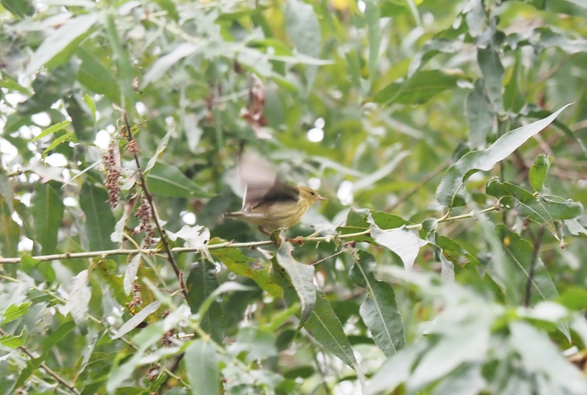 Blackpoll Warbler - Uma Sachdeva