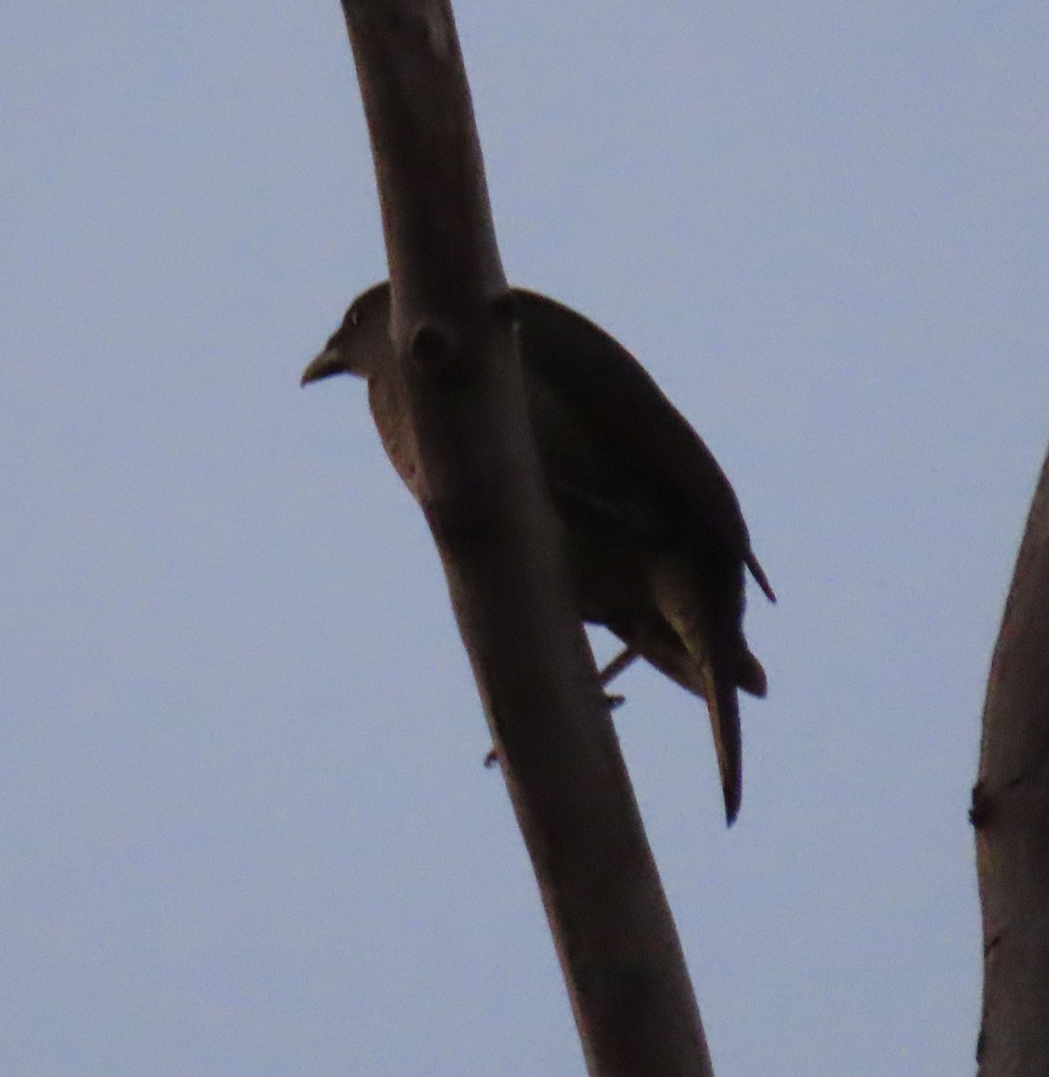 Satin Bowerbird - ML609467268