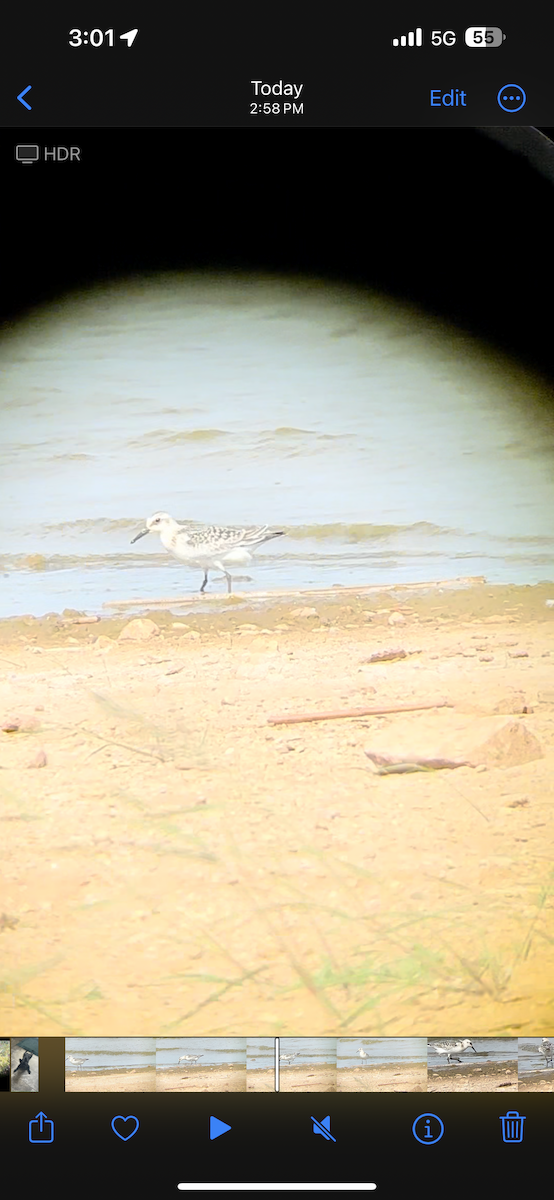 Sanderling - ML609467272