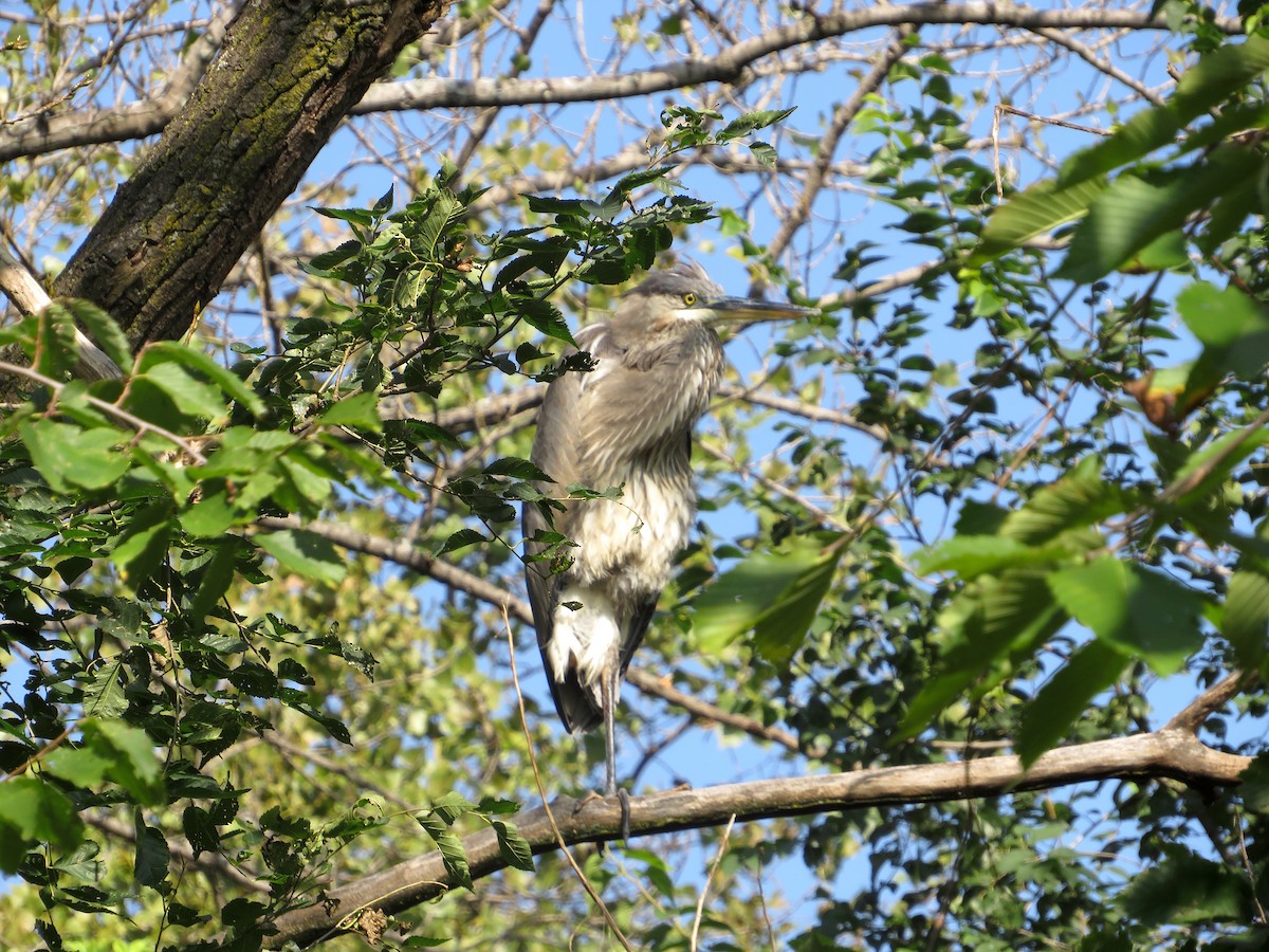 Great Blue Heron (Great Blue) - ML609467444