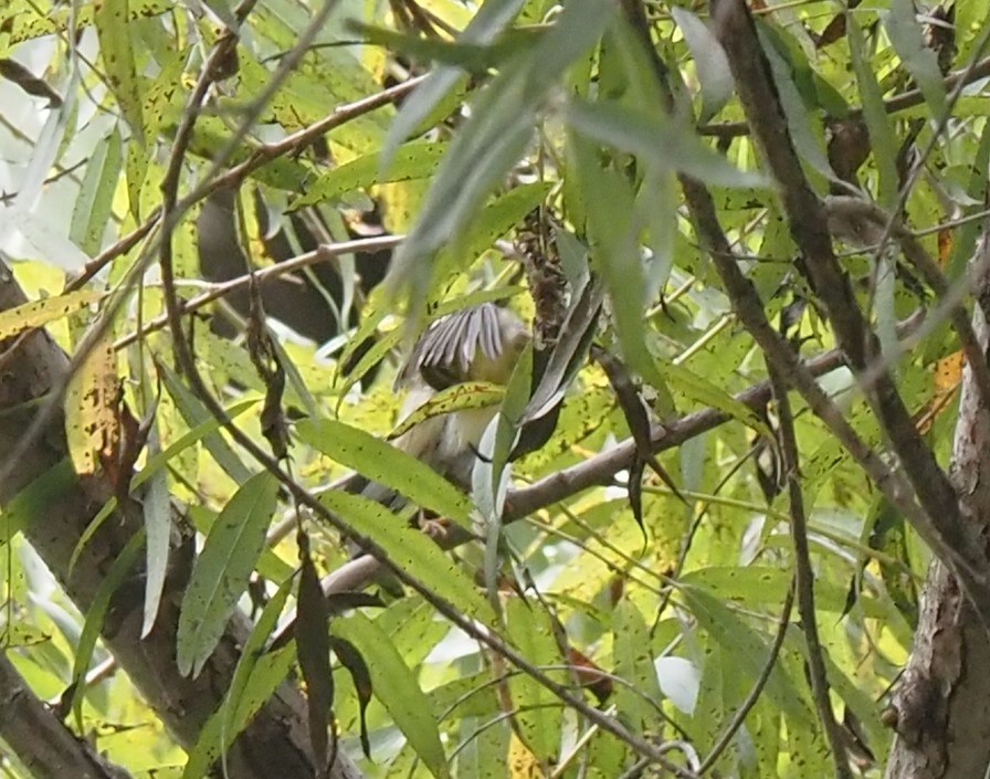 Blackpoll Warbler - ML609467518