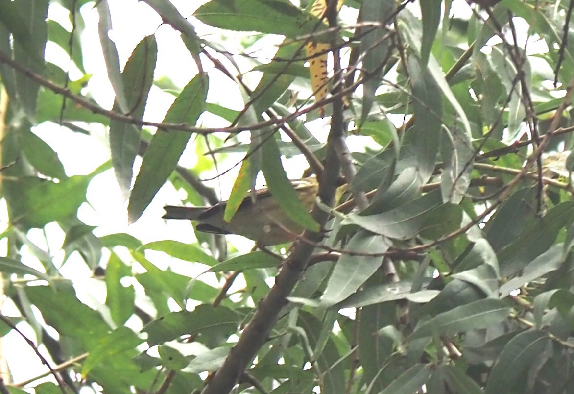 Blackpoll Warbler - Uma Sachdeva