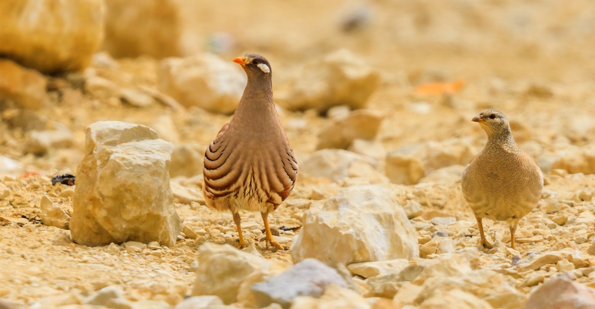 Sand Partridge - Lars Andersen