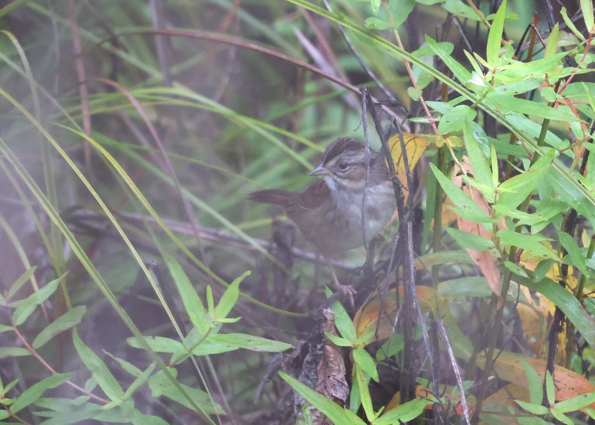 Swamp Sparrow - ML609467595