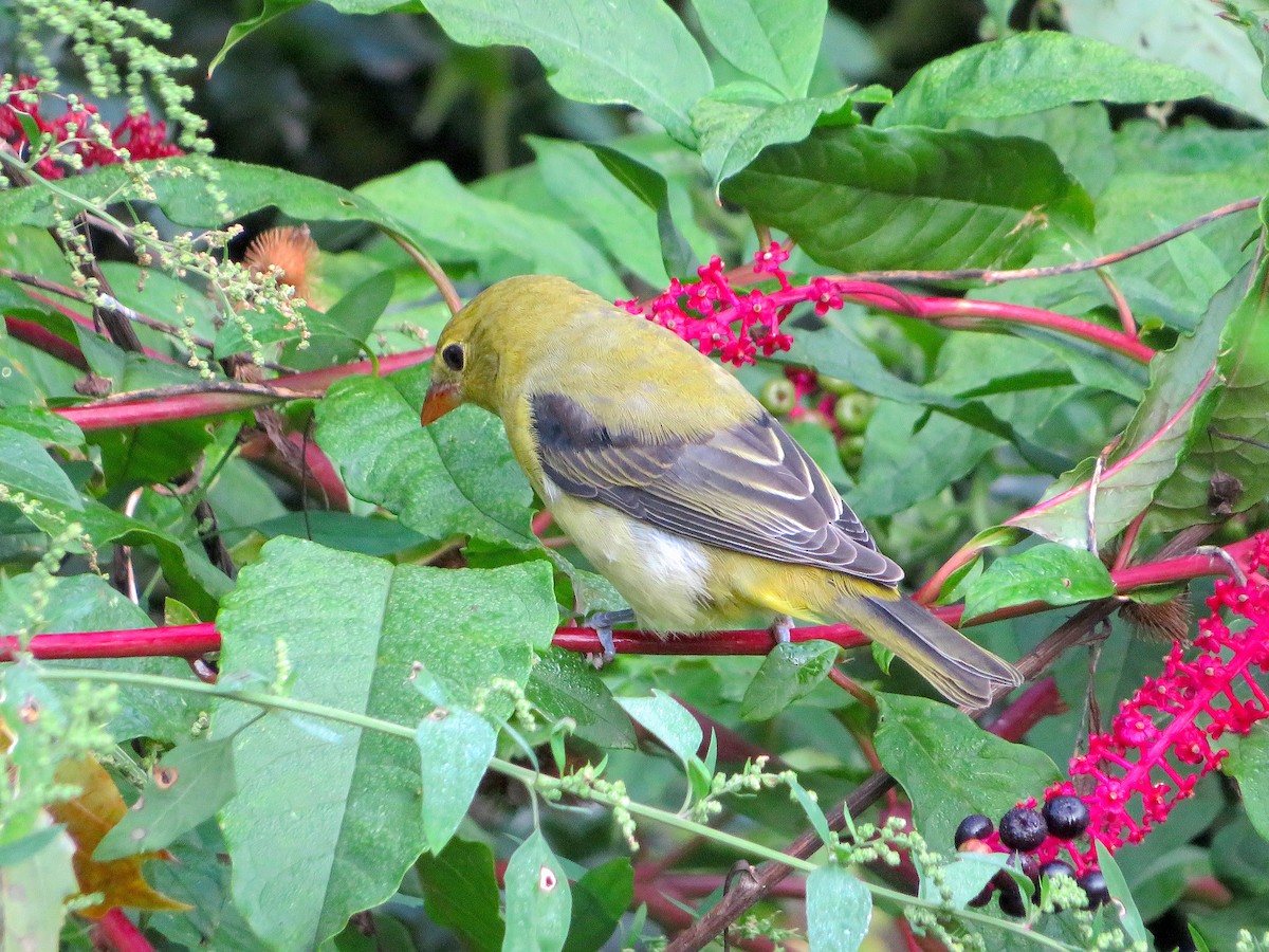 Scarlet Tanager - ML609467611