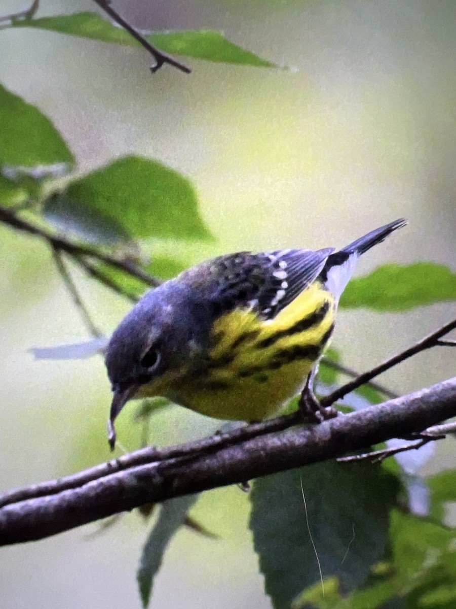 Magnolia Warbler - ML609467638