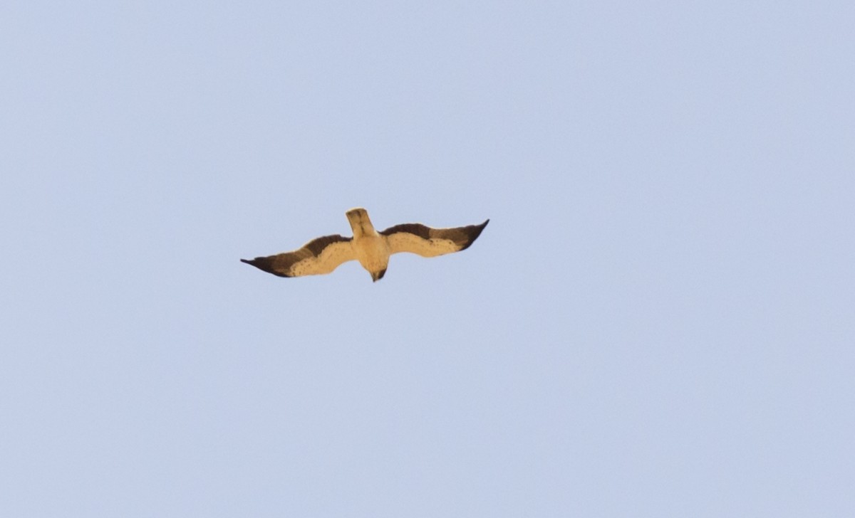 Booted Eagle - ML609467686