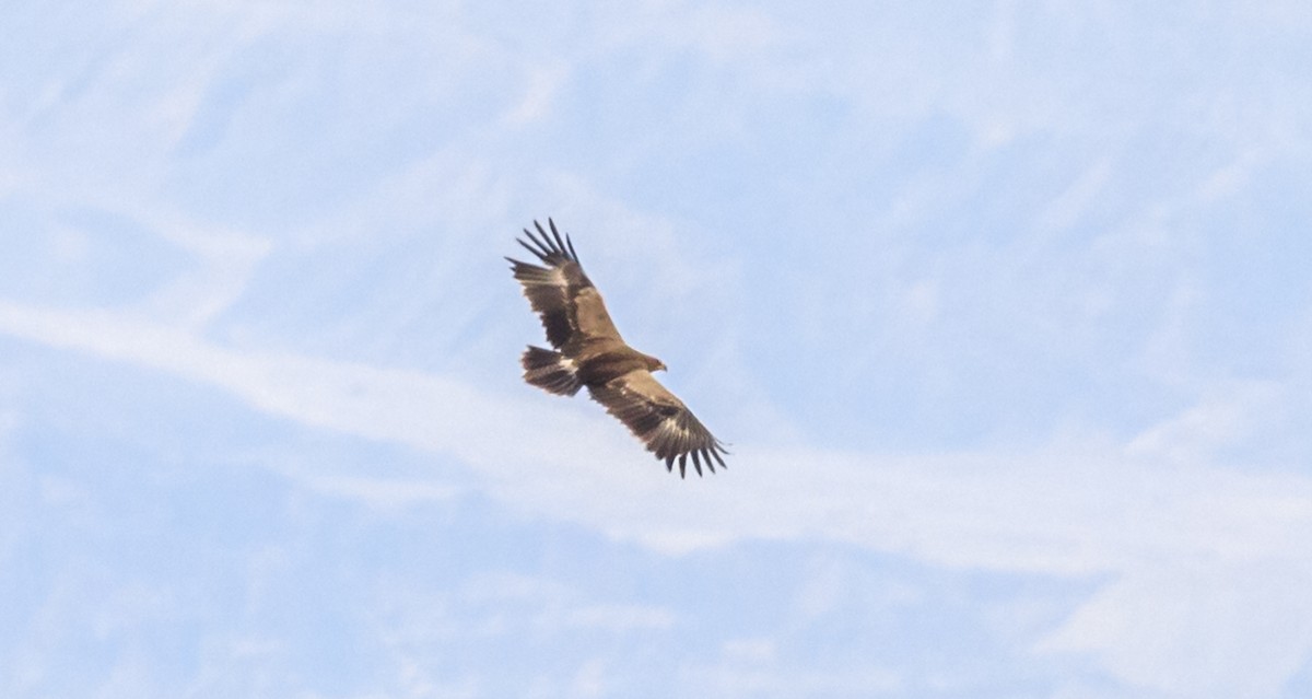 Steppe Eagle - Lars Andersen