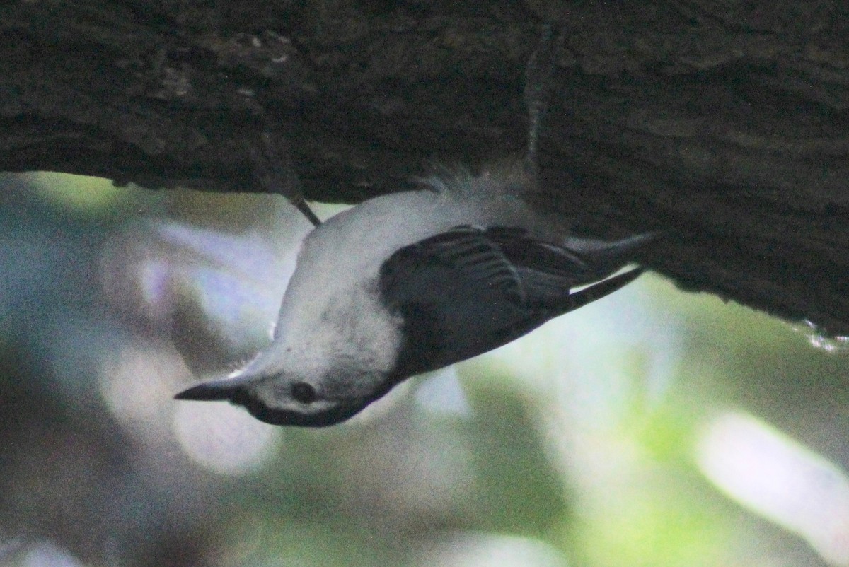 White-breasted Nuthatch - ML609467844