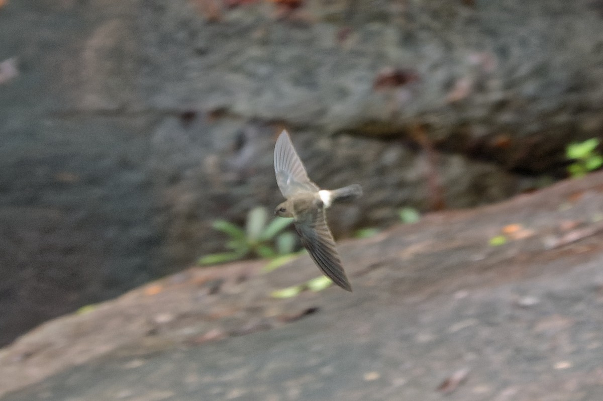 Australian Swiftlet - Donald Davesne