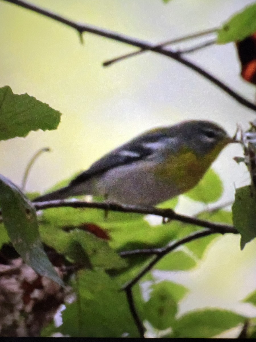Meisenwaldsänger - ML609467877