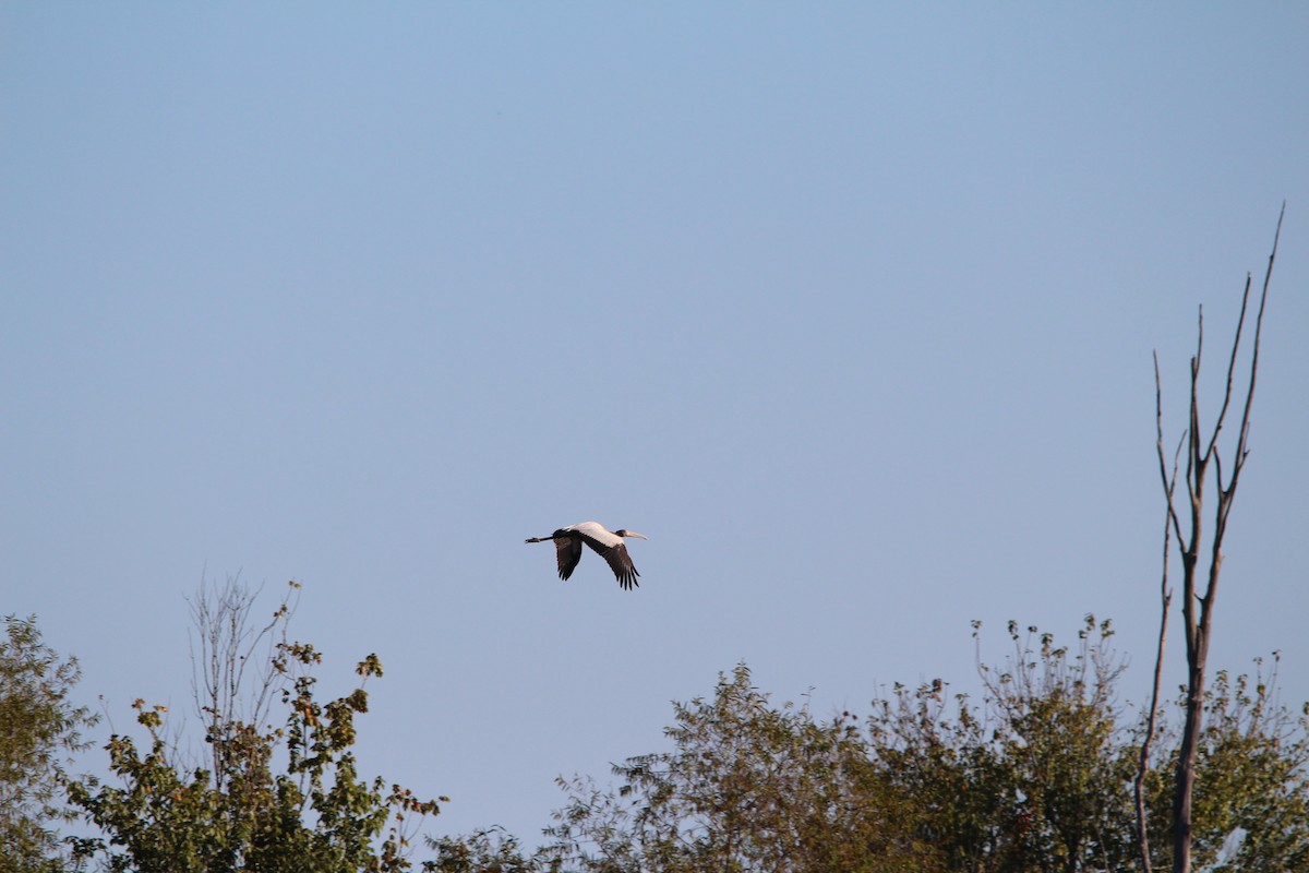 Wood Stork - ML609467966