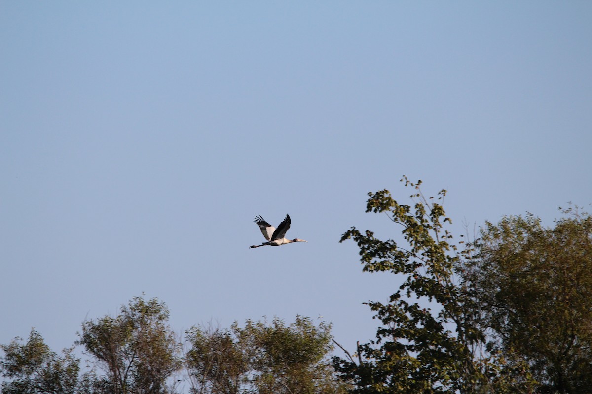 Wood Stork - ML609467967