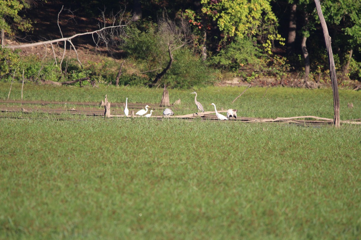 Wood Stork - ML609467968