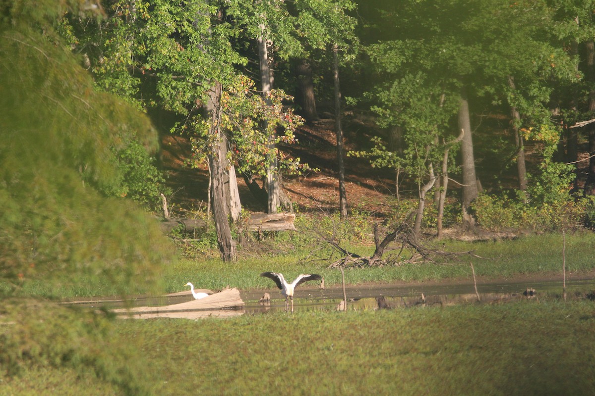 Wood Stork - ML609467971