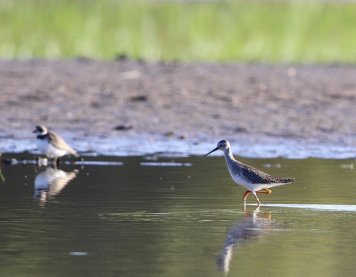 Lesser Yellowlegs - ML609468021