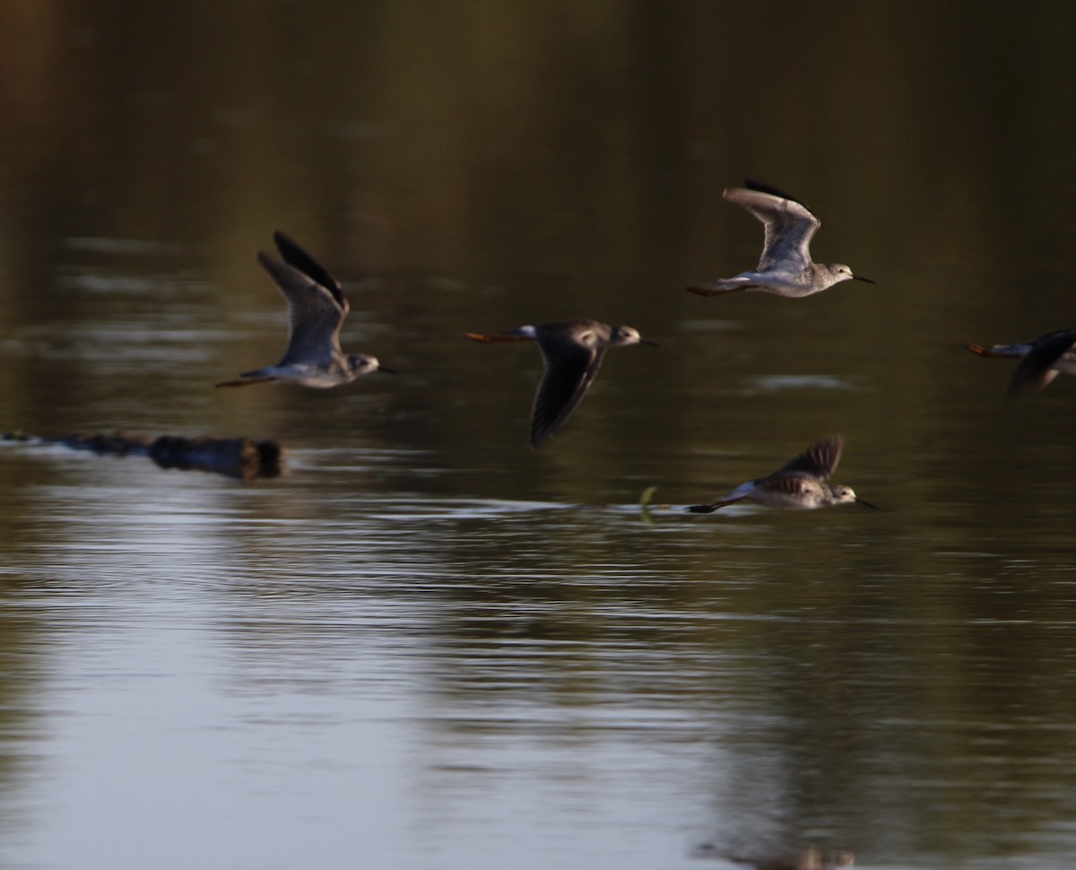 Lesser Yellowlegs - ML609468022