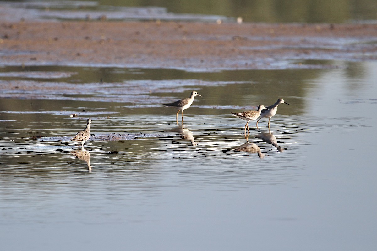 Lesser Yellowlegs - ML609468023