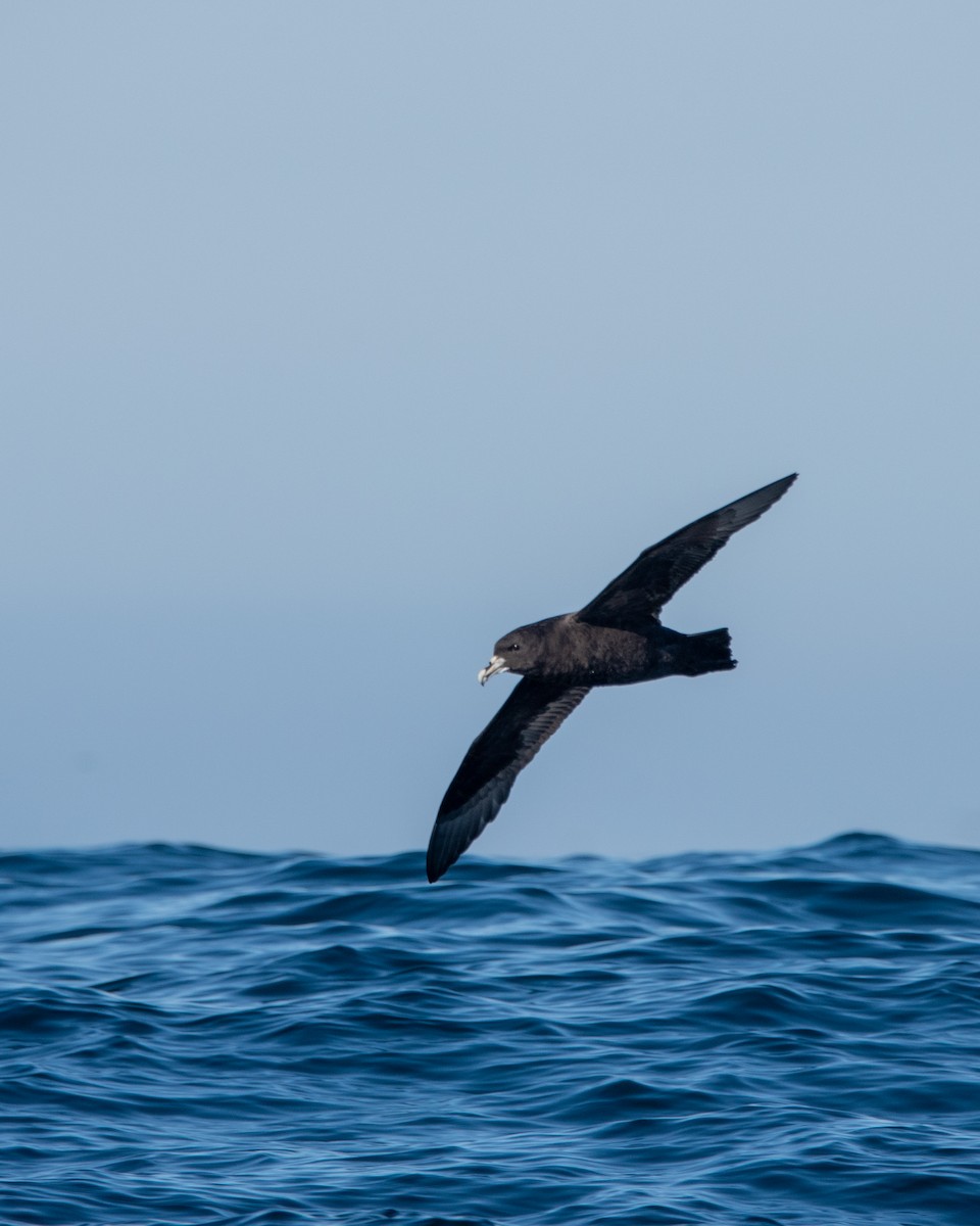 White-chinned Petrel - ML609468137