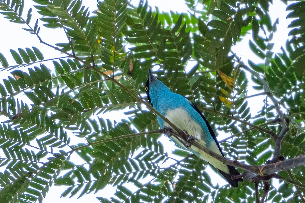 Black-faced Dacnis - ML609468145