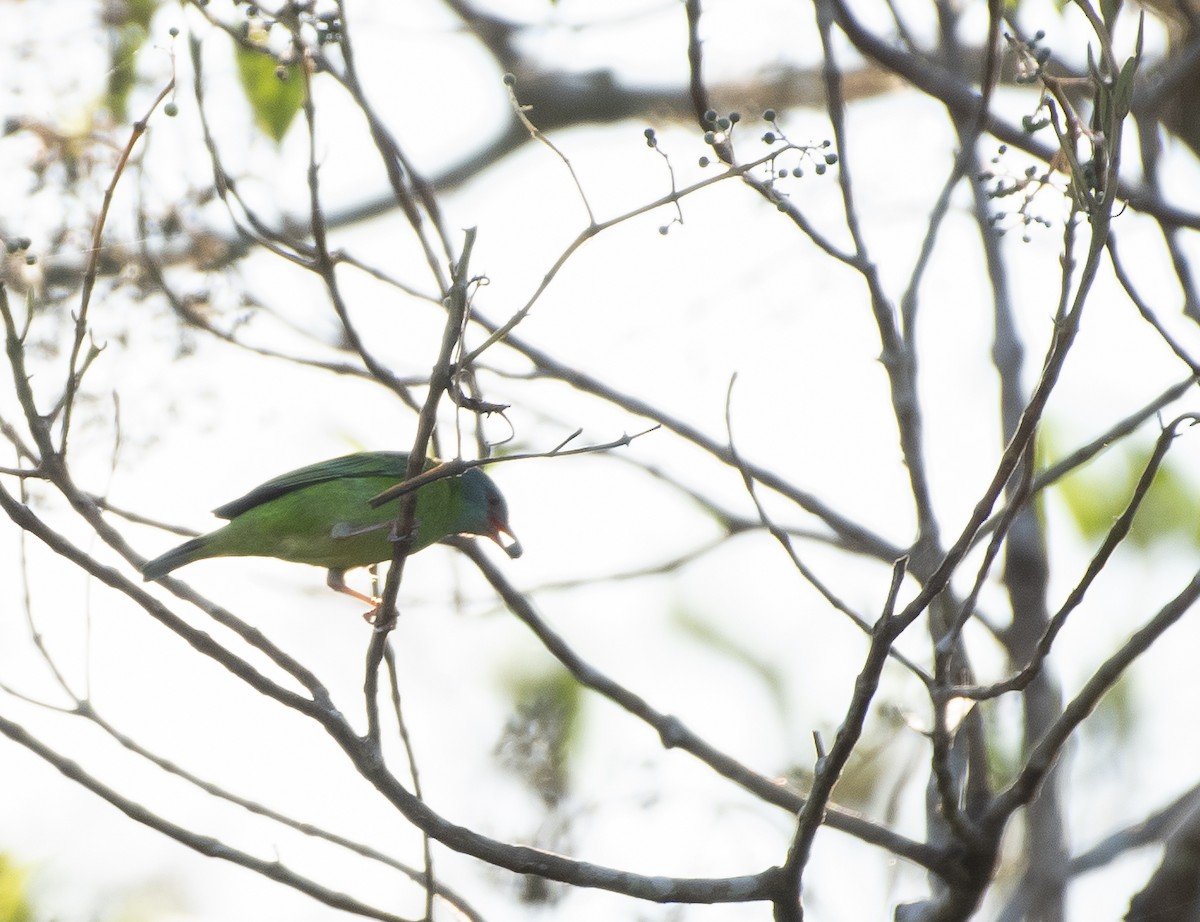 Blue Dacnis - ML609468235