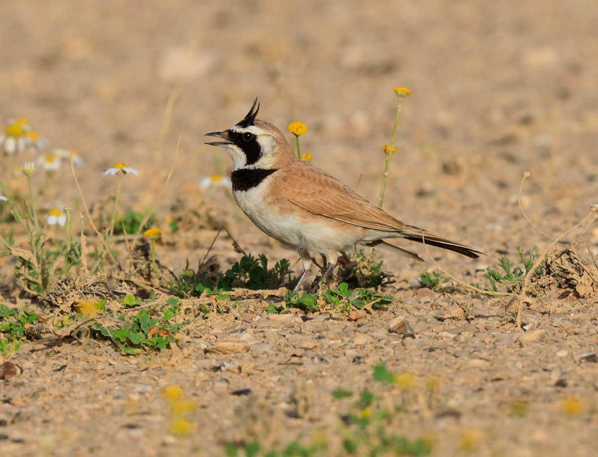 Temminck's Lark - ML609468464