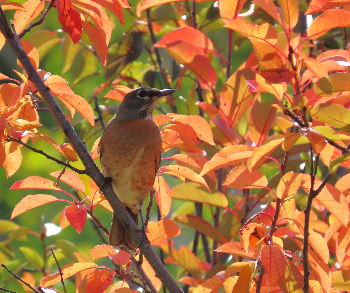 American Robin - ML609468502