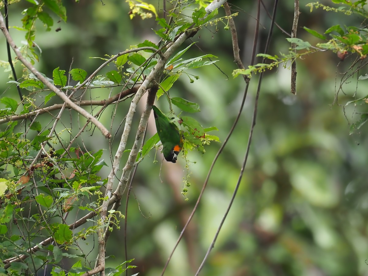 Dusky-cheeked Fig-Parrot - ML609468530