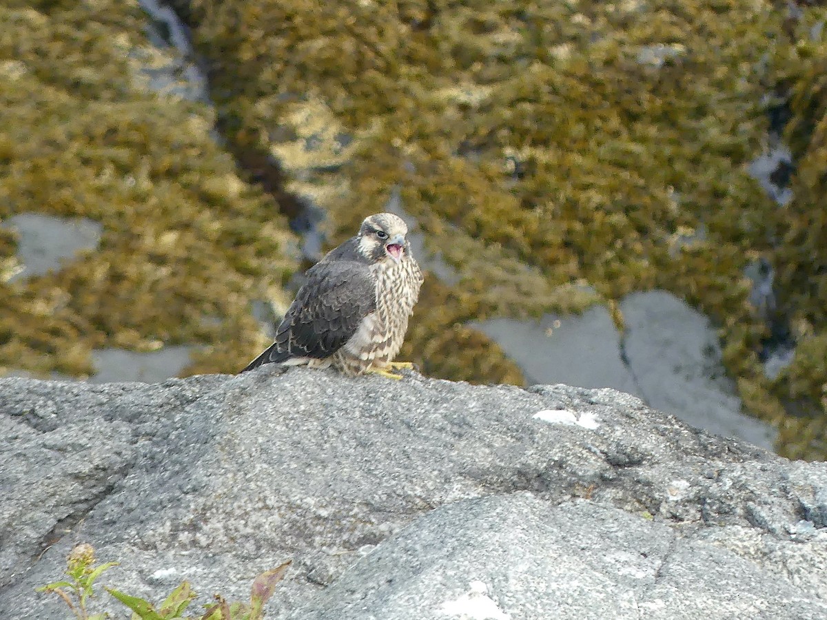 Peregrine Falcon - ML609468532