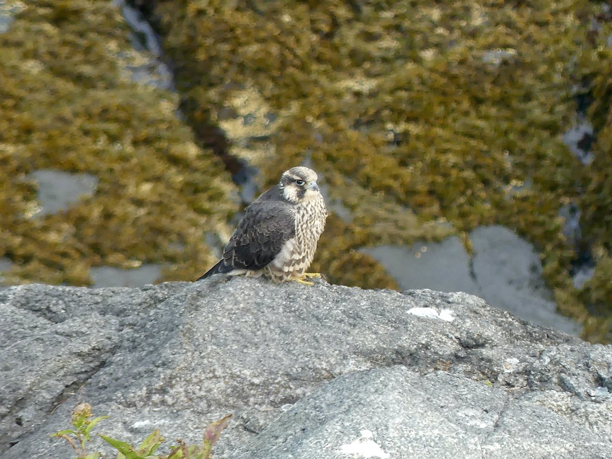 Peregrine Falcon - ML609468533